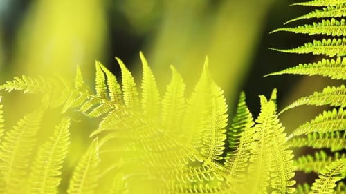 Lush Green Ferns Swaying in the Sunlight