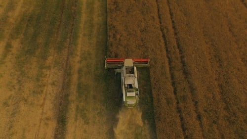 View of Combine Harvester Gathers the Golden Wheat at Cloudy Day