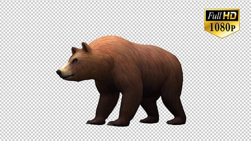 Animated 3D Brown Bear Walking and Roaring