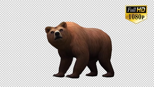 Realistic 3D Brown Bear Walking Animation