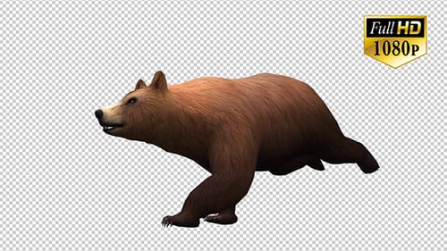 Animated 3D Brown Bear Walking and Running Cycle