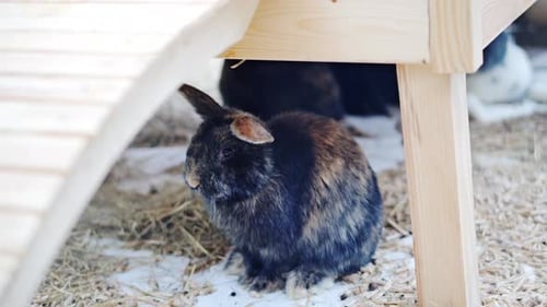 Brown Rabbit Sitting Under a Wooden Structure