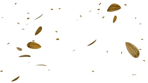 Falling Autumn Leaves Animation