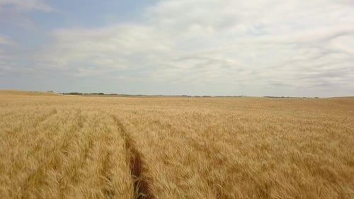 Aerial Flyover of Prairie Wheat Field