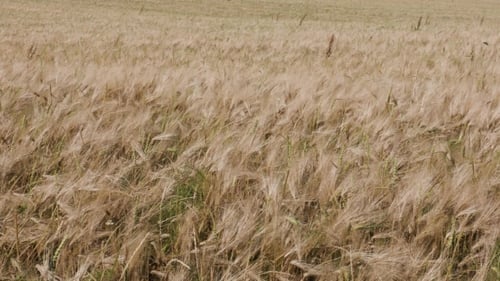 Field of Wheat, Ears of Wheat Swaying in the Wind View.