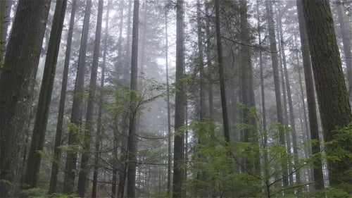 Canadian Forest View