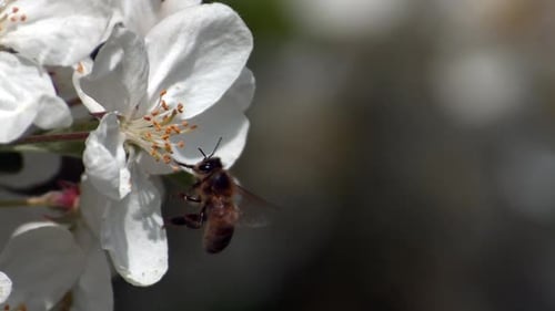Europäische Honigbiene, Apis mellifera, Gesetz über die Bestäubung von Apfelblüten auf Bienensuche, Normandie