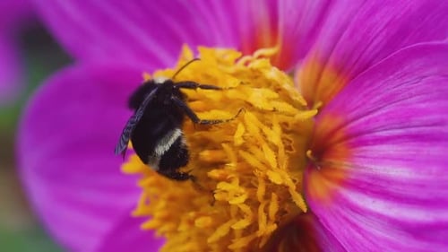 Bumblebee on Bright Pink Flower Gathering Pollen