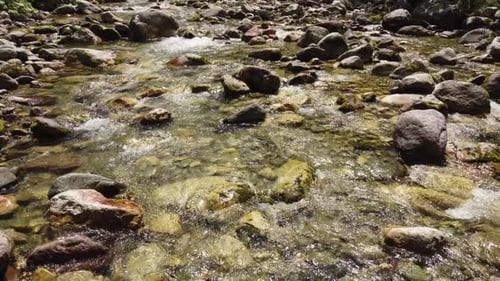 Wild Summer River in the Forest