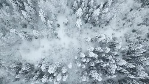 Aerial Top Down Flyover Shot of Winter Spruce and Pine Forest