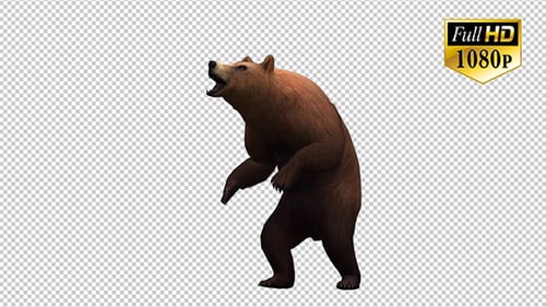 Animated Brown Bear Walking and Roaring on Transparent Background