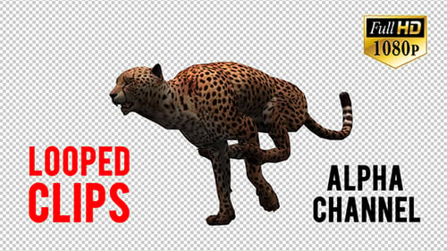 Cheetah 2