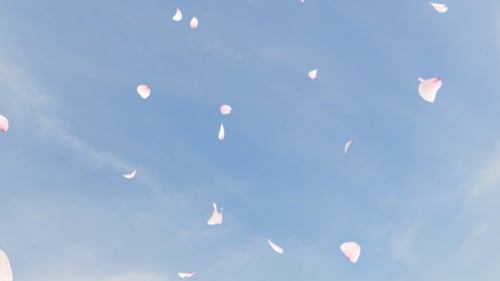 Cherry Blossom