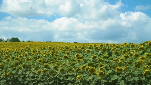 View of Ripe Sunflowers on the Field Against a Cloudy Blue Sky.