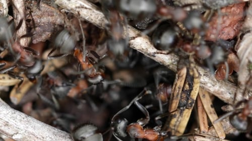 Wild Ant Hill in the Forest