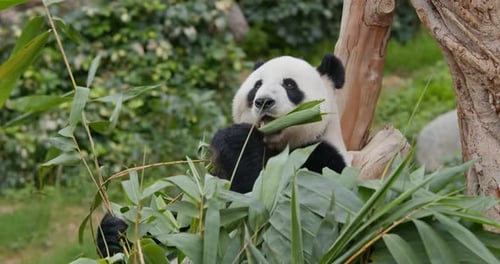 Giant Panda Munching on Bamboo in Lush Habitat