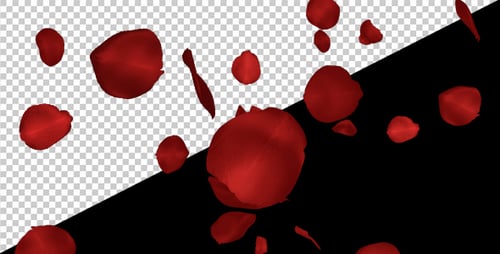 Red Rose Petals - Falling Loop