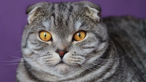 Näherer Blick auf die Scottish Fold Cat auf einem lila Hintergrund.