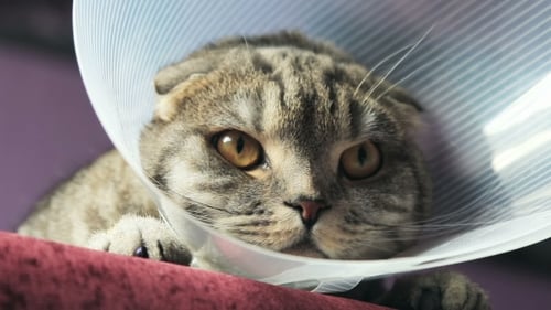 Sick Scottish Cat in a Plastic Protective Collar