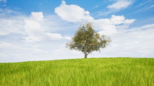 A Showing a Big Tree and Lawn During the 4 Weather Seasons