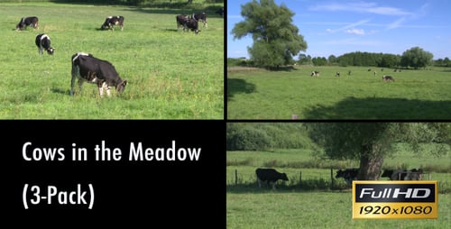 Cows n the Meadow (3-Pack)