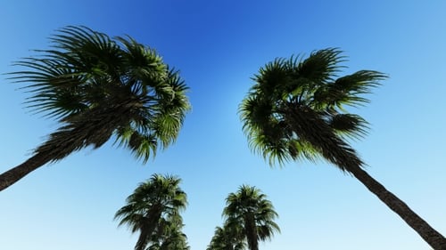 Move Top of Coconut Palm on Blue Sky