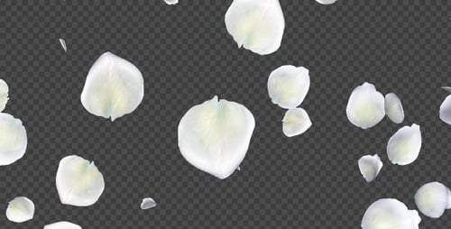 White Rose Petals - Falling Loop