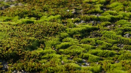 Grünes Moos im Sonnenlicht langsam schwenken flach DOF 4K 2160p UHD-Aufnahmen - Bryophyta-Moos von Tag zu Tag
