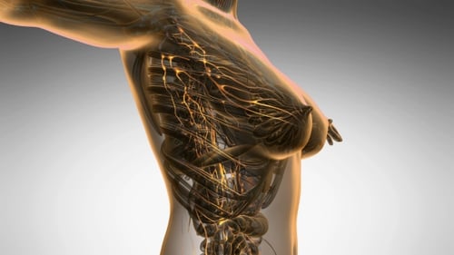 Anatomy of Woman Limphatic System