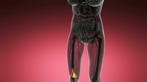 Animated Human Leg Anatomy Medical Scan