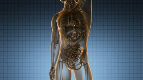 Anatomy Scan of Human Colon