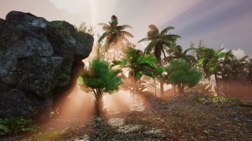 Der Sonnenuntergang strahlt durch Palmen