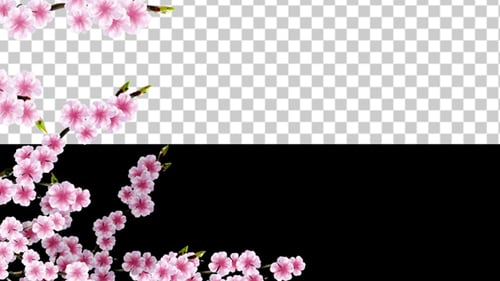 Sakura Alpha 03