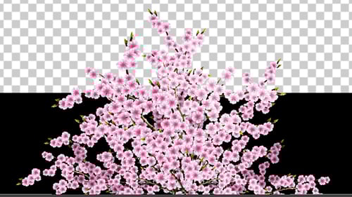 Swaying Pink Cherry Blossom Branches Animation