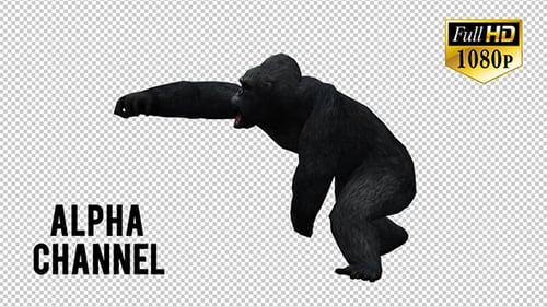 Powerful 3D Animated Gorilla Roaring Chest Beat Loop Alpha