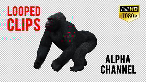 Realistic 3D Gorilla Walking Alpha Channel Animation