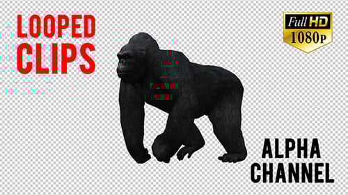 3D Animated Gorilla Walk Cycle with Alpha Channel