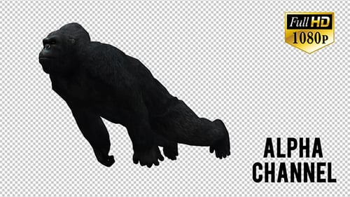 Realistic Gorilla Walks Exhaling Smoke Transparent Background