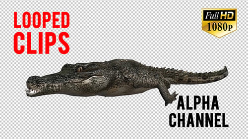 3D Crocadile Animation 4