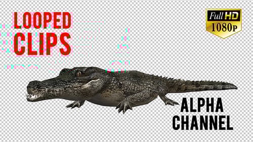 Animated Alligator Walking in Realistic 3D Style