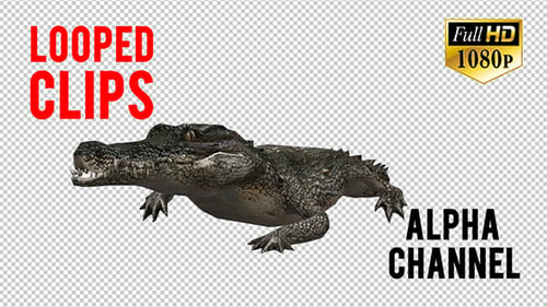 Animation 3D Crocadile 6