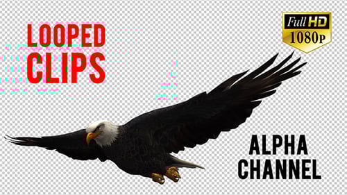 3D Eagle Animation 5