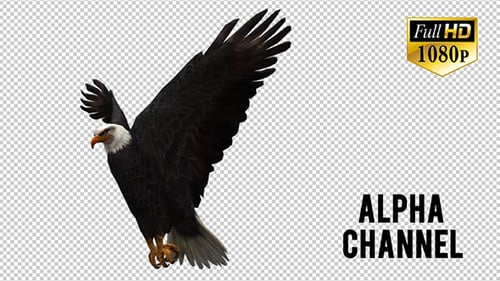 3D Eagle Animation 6