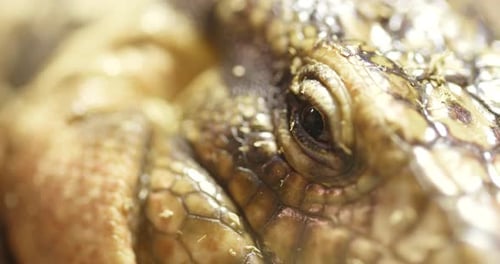 Lizard