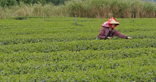 Woman pick green leave in the tea farm