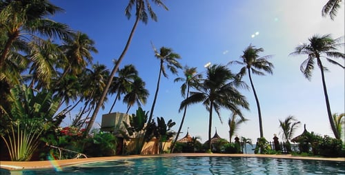 Swimming Paool And Palms