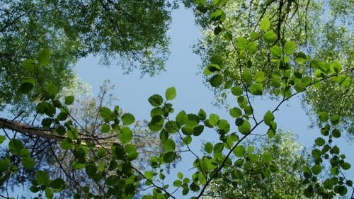 Variety Crowns of the Trees in the Spring Forest Against the Blue Sky with the Sun.