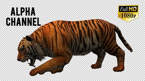 Realistic 3D Animated Tiger Stalking and Walking Cycle