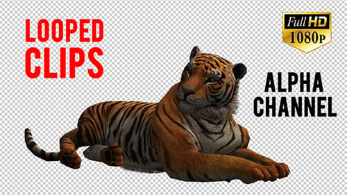 Tiger 4