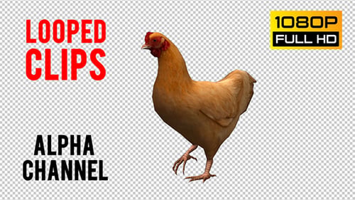 Chicken Looped 2
